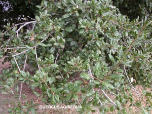Quercus agrifolia - foliage
